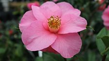 Camellia Bow-Bells