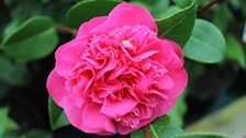 Double pink peony camellia