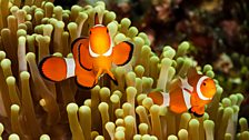 The clown fish and the sea anemone