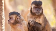 A pair of capuchin monkeys