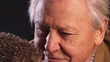 Face to face with a hedgehog