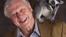 Another lemur joins Sir David while working on Life of Mammals