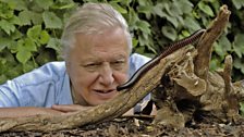 Face to face with a millipede for Life in the Undergrowth