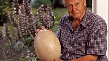 Sir David Attenborough with a giant egg working on Life on Air