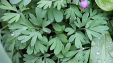 Delicate corydalis leaves