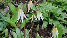 Erythronium thriving in a woodland bed