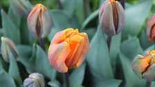 Dutch bred bulb, 'Prinses Irene'