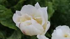 Paeony flowered Tulip 'Montreux'