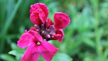 Bright cerise wallflower