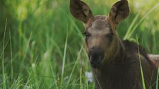 A moose calf