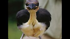 A Picathartes fledgeling – the first ever to be brought back to the UK.