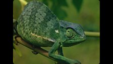 A chameleon on a branch