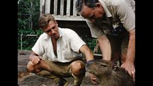 David Attenborough and Jack Lester with a capybara (one of the village pets)