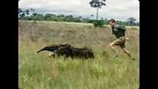 David Attenborough chases a giant anteater