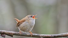 Wren