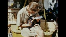 David Attenborough with Benjamin the bear - who became known as ‘the Zoo Quest bear’ (a Malaysian sun bear)