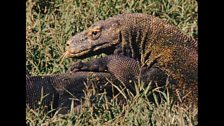 The first ever colour footage of Komodo dragons in the wild