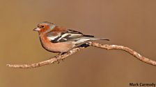 Chaffinch