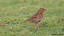 Song Thrush