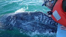 Fi Roberts stroking gray whale calf