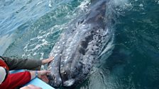 Stroking gray whales