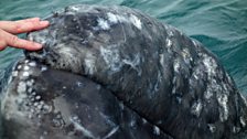 Friendly gray whale