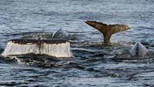 Gray whales entering the San Ignacio lagoon