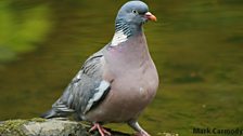 Woodpigeon