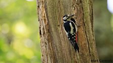 Great Spotted Woodpecker