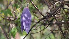 Clematis Macropetala (Maidwell Hall)