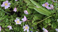 Delicate Wood Anenomes