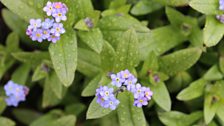 Tiny Forget-Me-Nots In Close Up