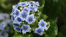 Altogether More Big and Bold (Chatham Island Forget-Me-Not)