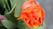 Tulip In Close Up