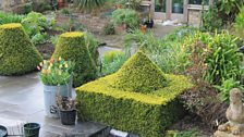 Buxus clipped into great shapes