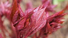 Peony foliage about to unfurl