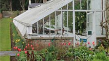 A flash of tulips beside the apricot filled glasshouse