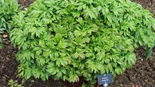 Lush leaves in the herbaceous border