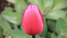 Impossibly perfect tulip