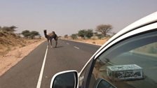 A camel crosses the road in India