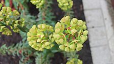 A bright spike of euphorbia