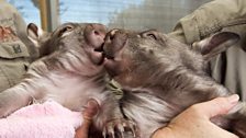 A wombat snuggle