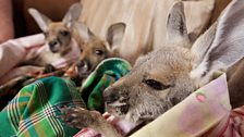 Kangaroo pillow pouches