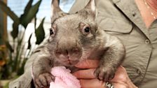 Orphaned wombat