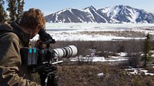 Cameraman Max Hug-Williams films migrating caribou