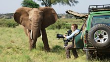 An adolescent elephant investigates cameraman Max Hug-Williams