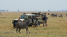 Liz Bonnin and her film crew watch as a newly collared zebra returns to its herd