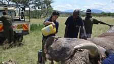 Liz Bonnin helps to keep an elephant cool with water while Save the Elephants vets fit a satellite collar