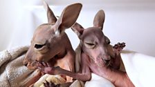 Kangaroo incubator