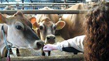 Kim with the Clandeboye Cows